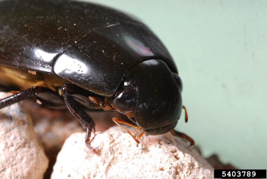 giant-water-beetle
